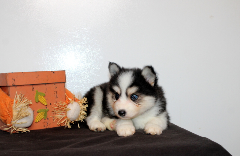 puppy, for, sale, Pomsky, Matthew B. Stoltzfus, dog, breeder, Gap, PA, dog-breeder, puppy-for-sale, forsale, nearby, find, puppyfind, locator, puppylocator, aca